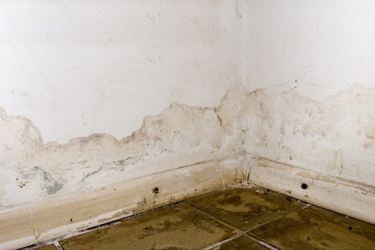 Feuchtigkeit und Schimmel an der Wand